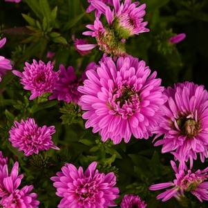 Aster Novi-Belgii 'Henry III Pink'