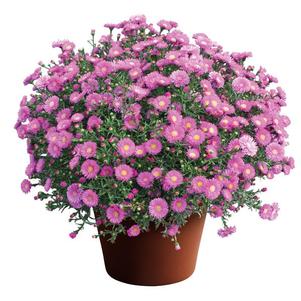 Aster Novi-Belgii 'Magic Pink'