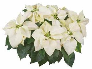 Poinsettia euphorbia pulcherrima 'Mars White'