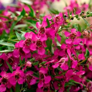 Angelonia angustifolia 'Carita Raspberry'