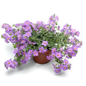 Bacopa sutera cordata 'Calypso Jumbo Deep Lavender'