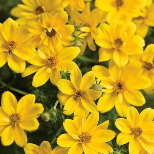 Bidens ferulifolia 'Goldilocks Rocks'