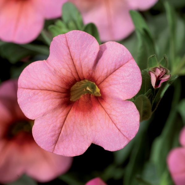 Calibrachoa hybrida 'Callie Mango'