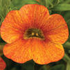 Calibrachoa hybrida 'Callie Orange Sunrise Imp'