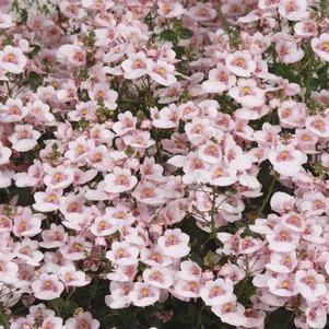 Diascia barberae 'Darla Appleblossom'