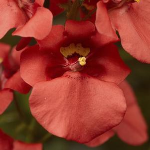 Diascia barberae 'Darla Deep Salmon'