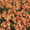 Diascia barberae 'Darla Orange'