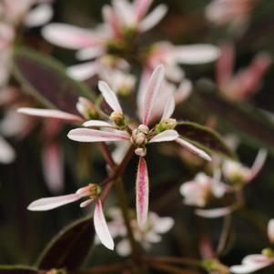 Euphorbia hypericifolia 'Breathless Blush'