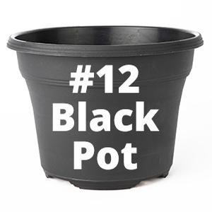 #12BlackPot_Square