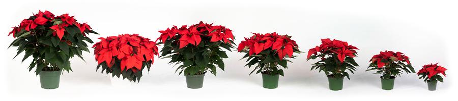 Poinsettia_PotBanner