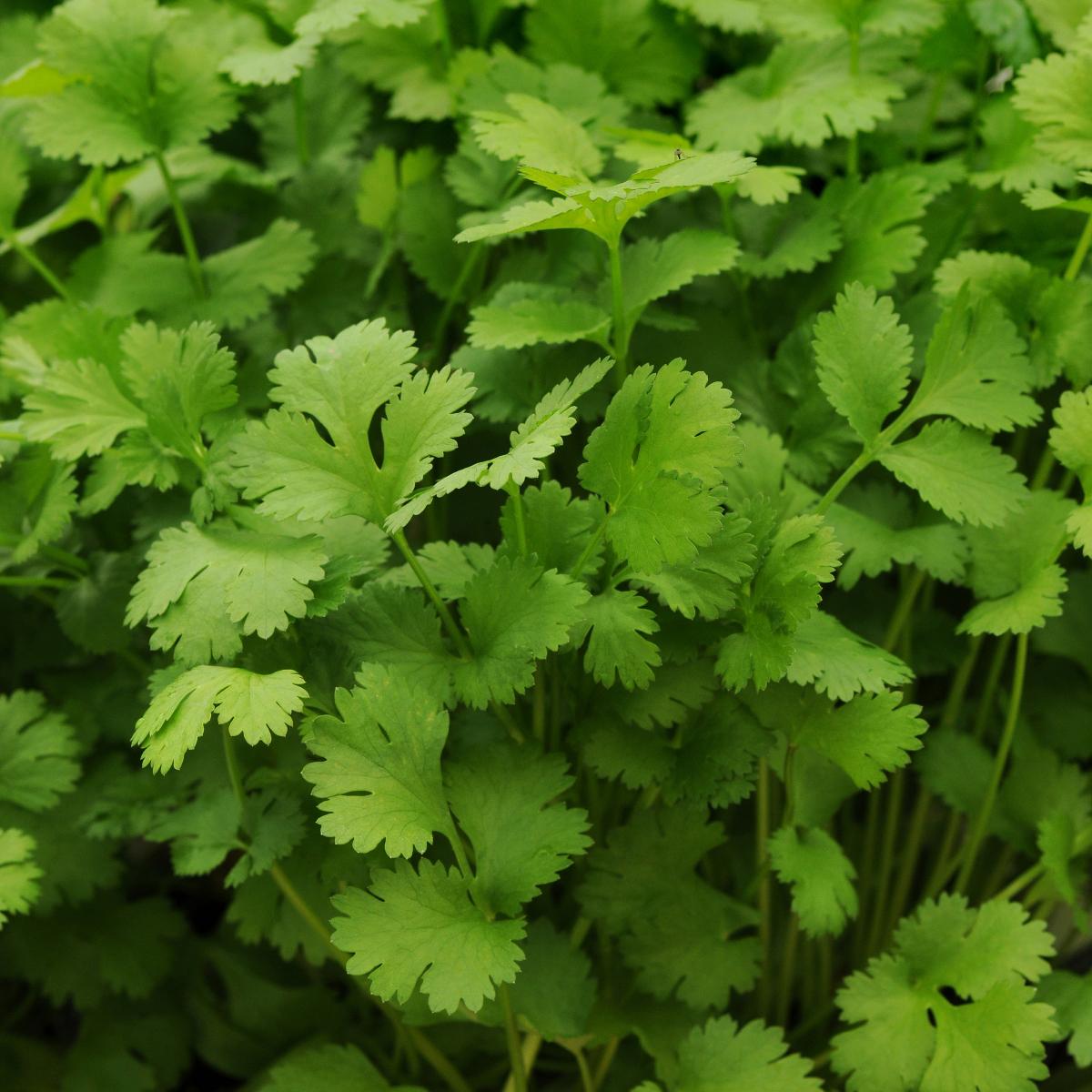 Cilantro