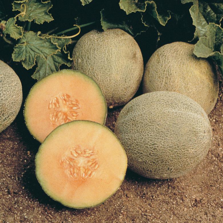 Melon