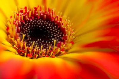 Gerbera jamesonii 'Midi Dark Fireball'