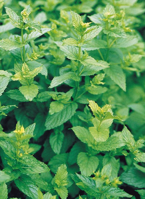 Herb mentha x piperita 'Mint Peppermint'