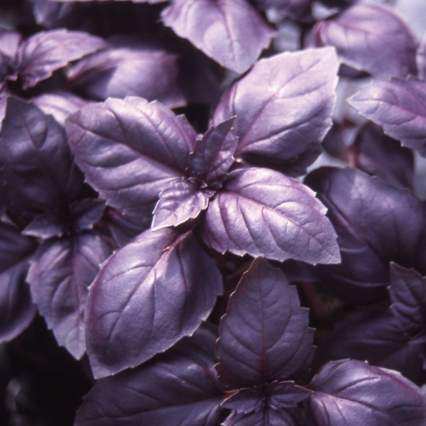 Herb Weezie's Basil 'Red Rubin'