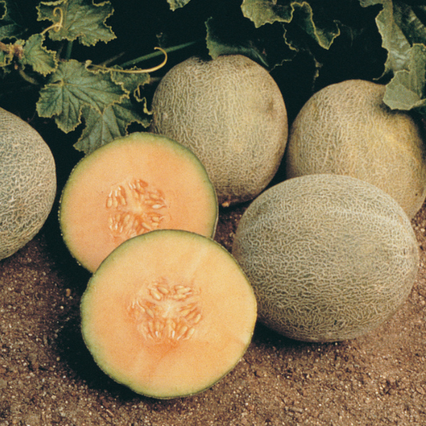 Melon 'Ambrosia'