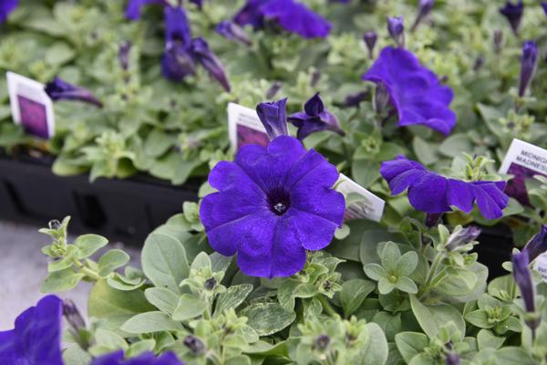 Petunia hybrida 'Madness Midnight'