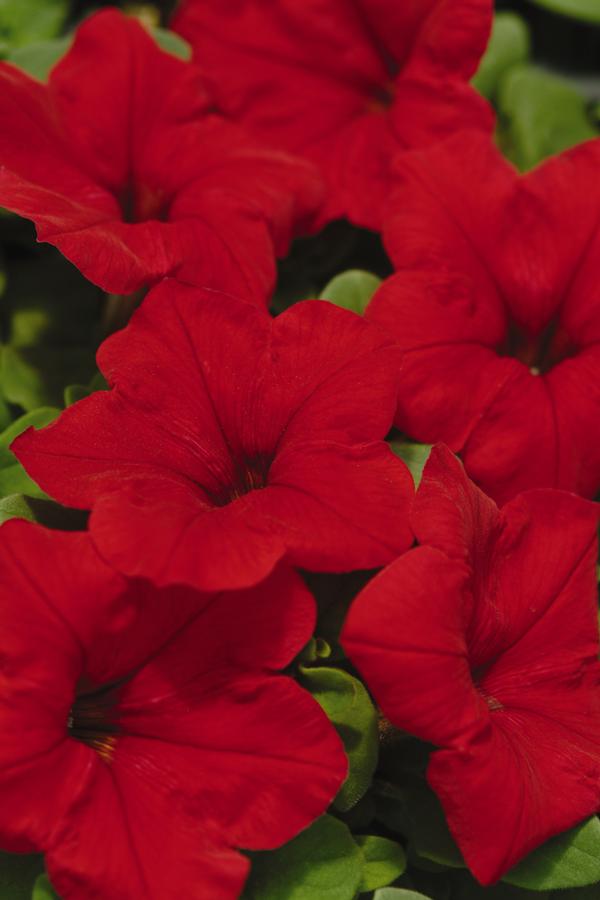 Petunia hybrida 'Madness Red'