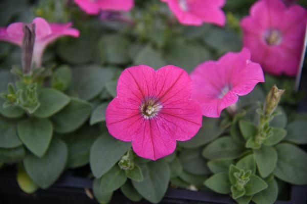 Petunia hybrida 'Madness Rose'