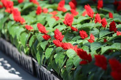 Salvia splendens 'Vista Red'