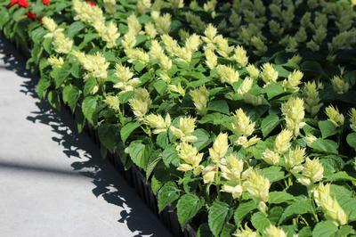 Salvia splendens 'Vista White'