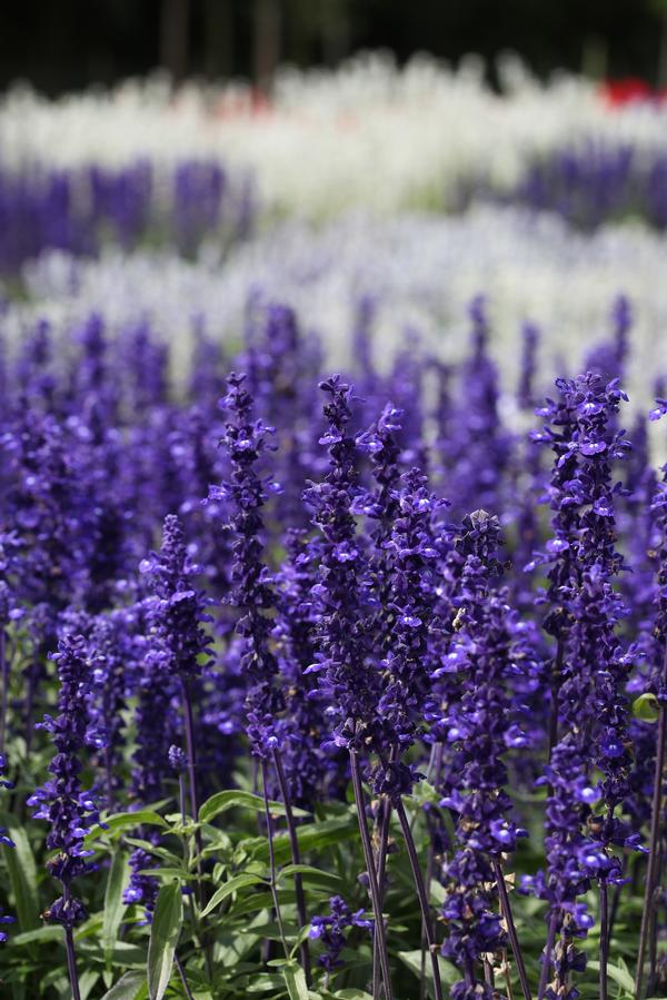 Salvia farinacea 'Victoria Blue'