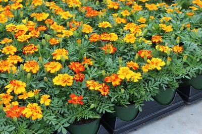 Marigold tagetes patula 'Durango Bolero'