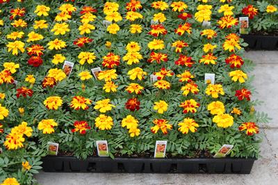 Marigold tagetes patula 'Durango Bolero'