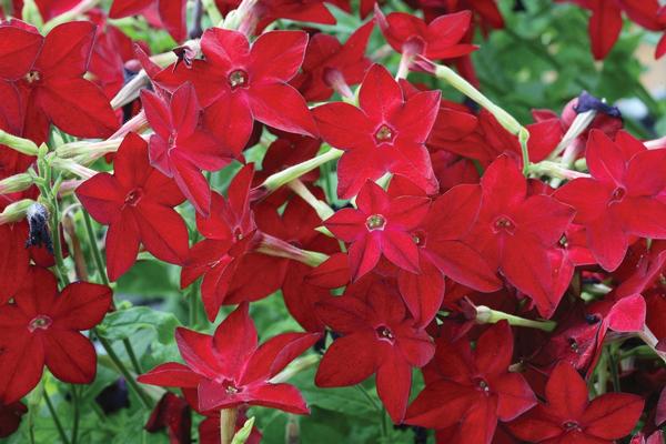 Nicotiana alata 'Starmaker Bright Red'