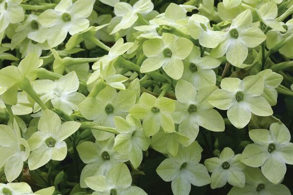 Nicotiana alata 'Starmaker Deep Lime'