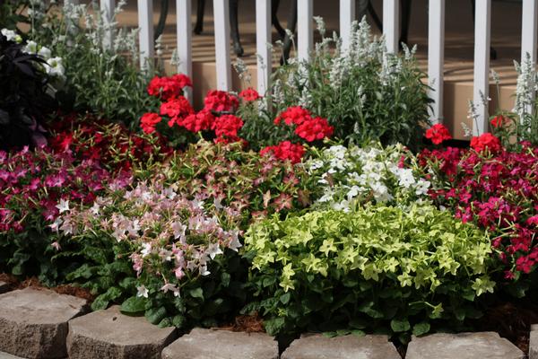 Nicotiana alata 'Starmaker Mix'