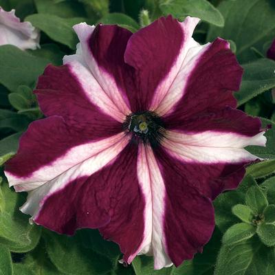 Petunia hybrida 'Tritunia Crimson Star'