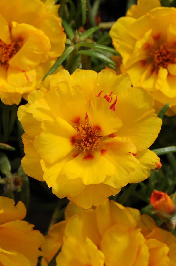 Portulaca grandiflora 'Happy Hour Banana'