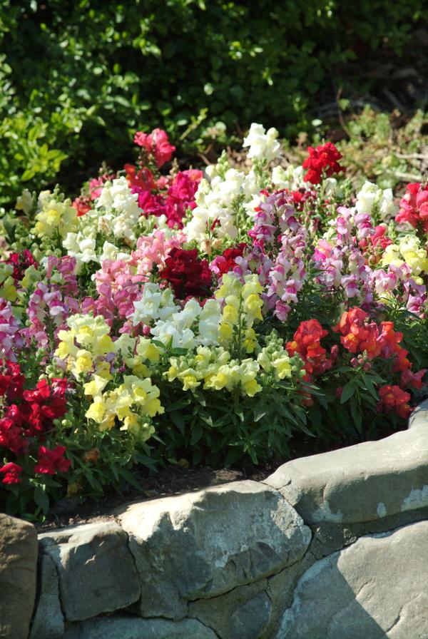 Snapdragon antirrhinum majus 'Snapshot Mix'