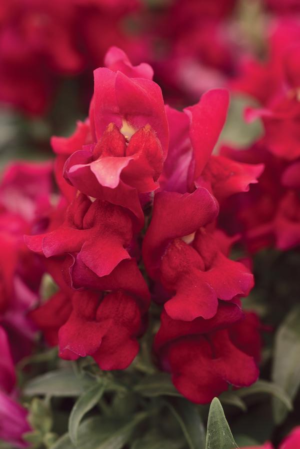 Snapdragon antirrhinum majus 'Snapshot Red'