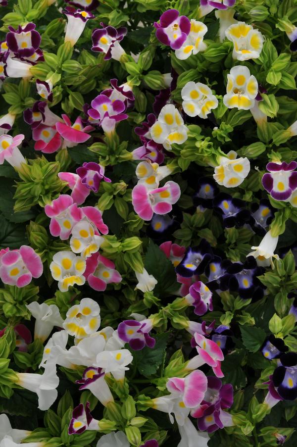 Torenia fournieri 'Kauai Mix'