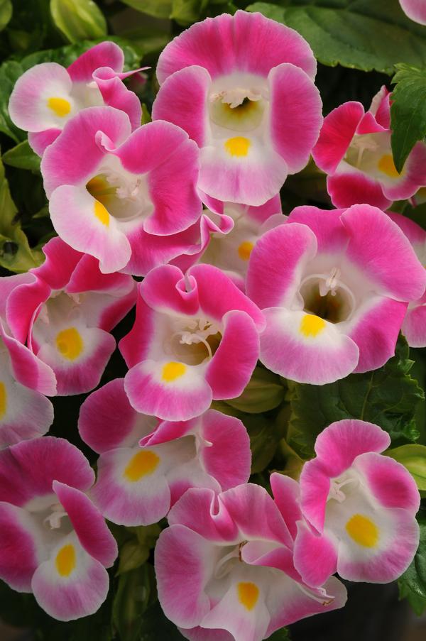 Torenia fournieri 'Kauai Rose'