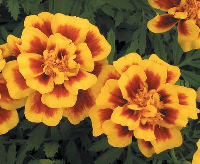 Marigold tagetes patula 'Safari Yellow Fire'