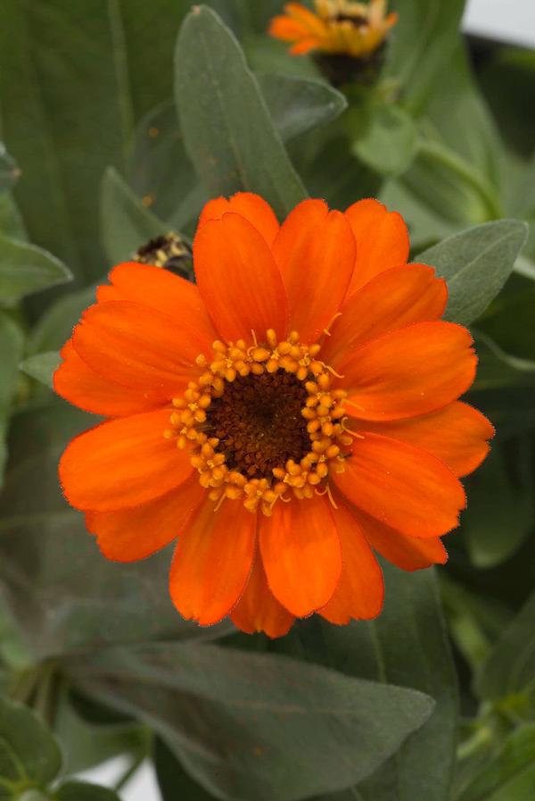 Zinnia hybrida 'Profusion Fire'