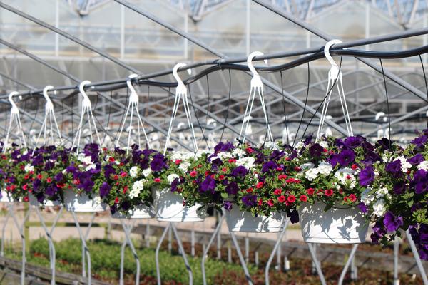 Summer Combos - Hanging Baskets 'Combo #01'