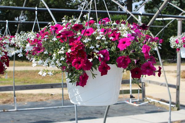 Summer Combos - Hanging Baskets 'Combo #07'