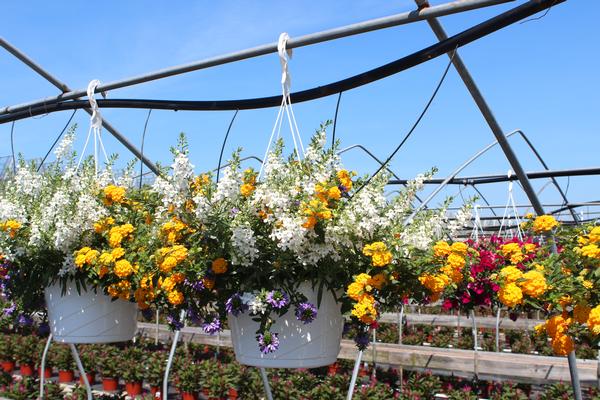 Summer Combos - Hanging Baskets 'Combo #09'