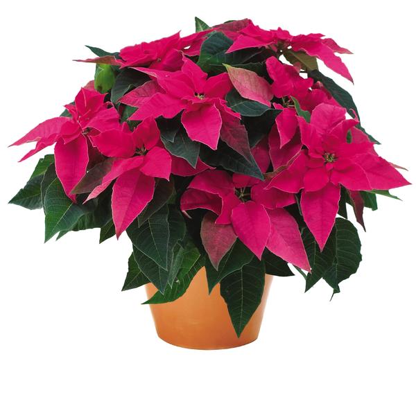 Poinsettia euphorbia pulcherrima 'Princettia Dark Pink'