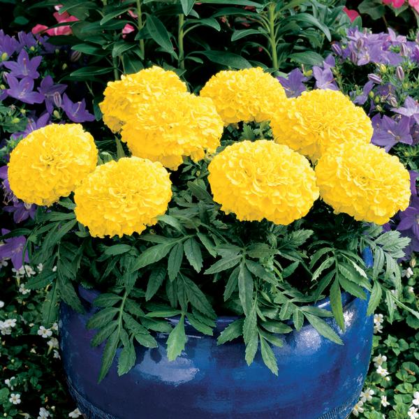 Marigold tagetes erecta 'Antigua Yellow'