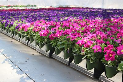 Petunia hybrida 'Dreams Neon Rose'