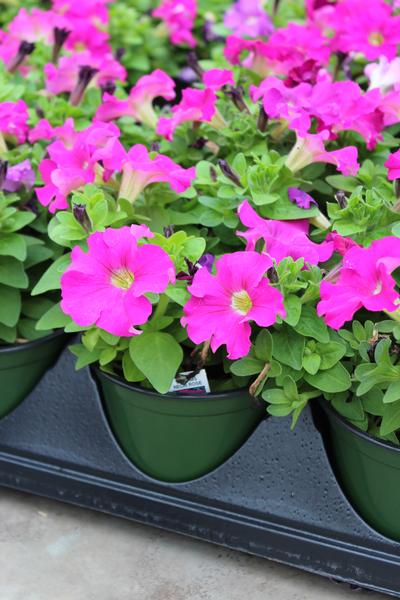 Petunia hybrida 'Dreams Neon Rose'