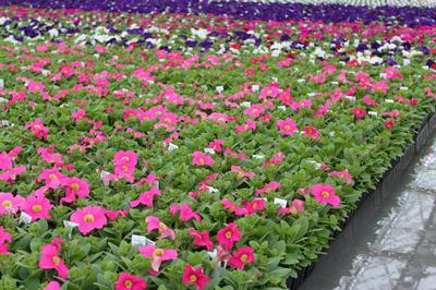 Petunia hybrida 'Dreams Pink'