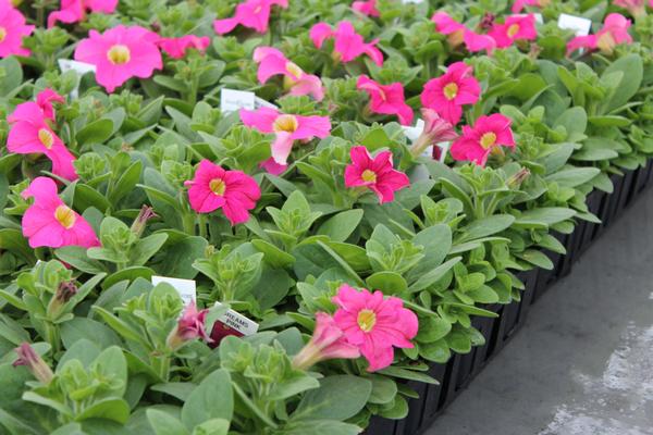 Petunia hybrida 'Dreams Pink'