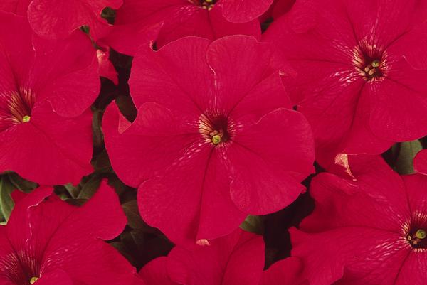 Petunia hybrida 'Dreams Red'