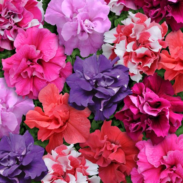 Petunia hybrida 'Double Madness Mix'